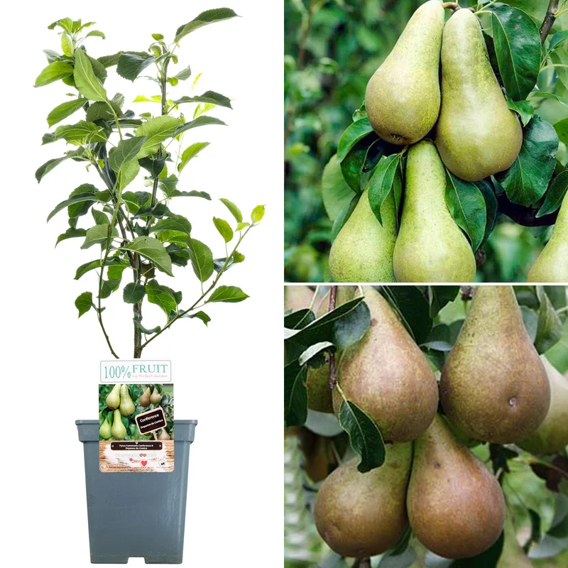 247plants4045614