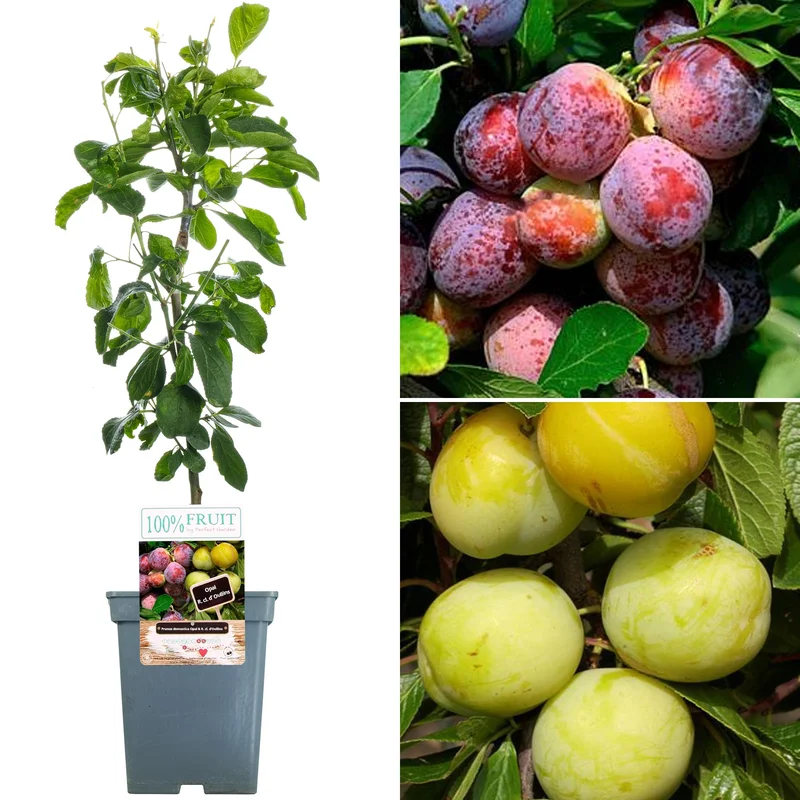 247plants4045660