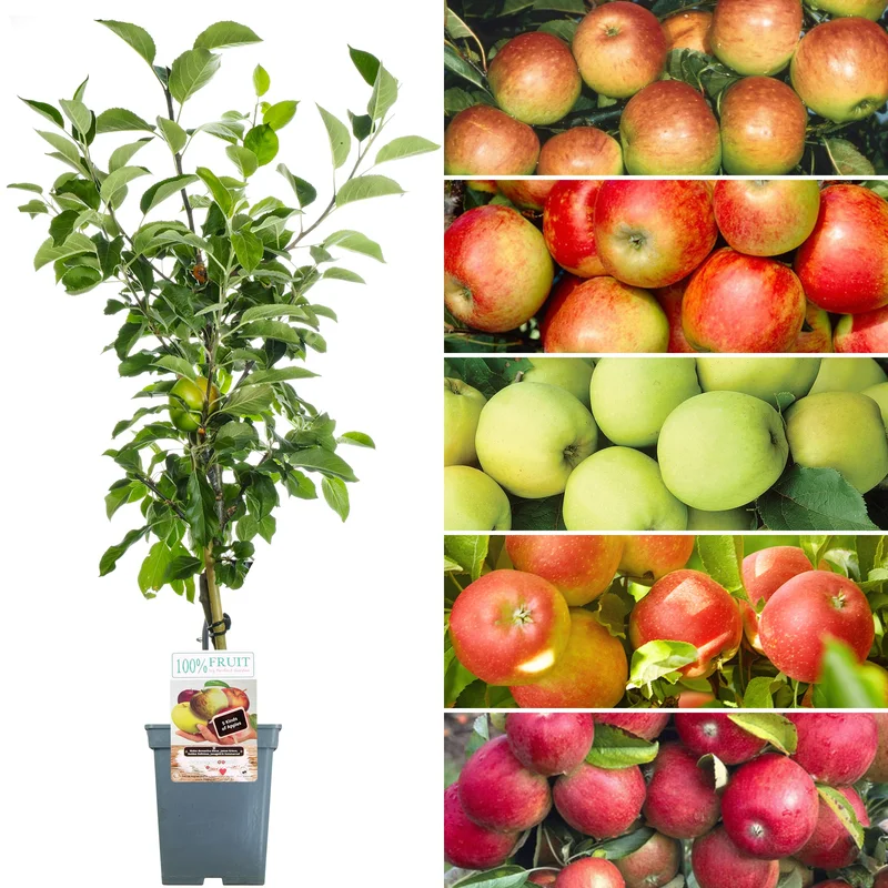 247plants4045772