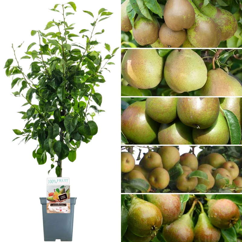 247plants4045835