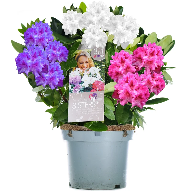 247plants4046565