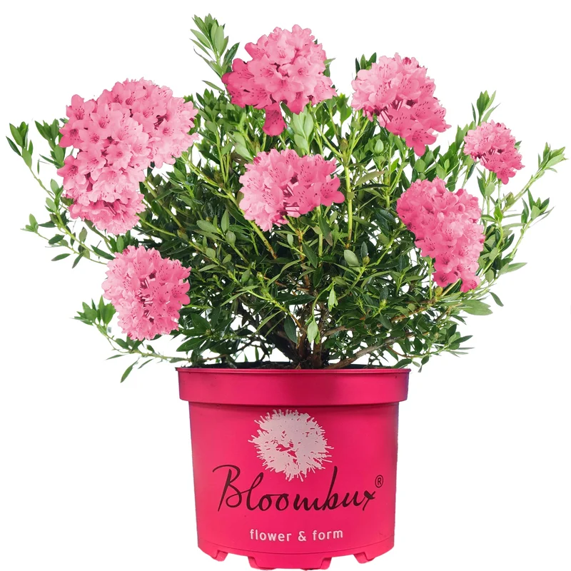 247plants4046623