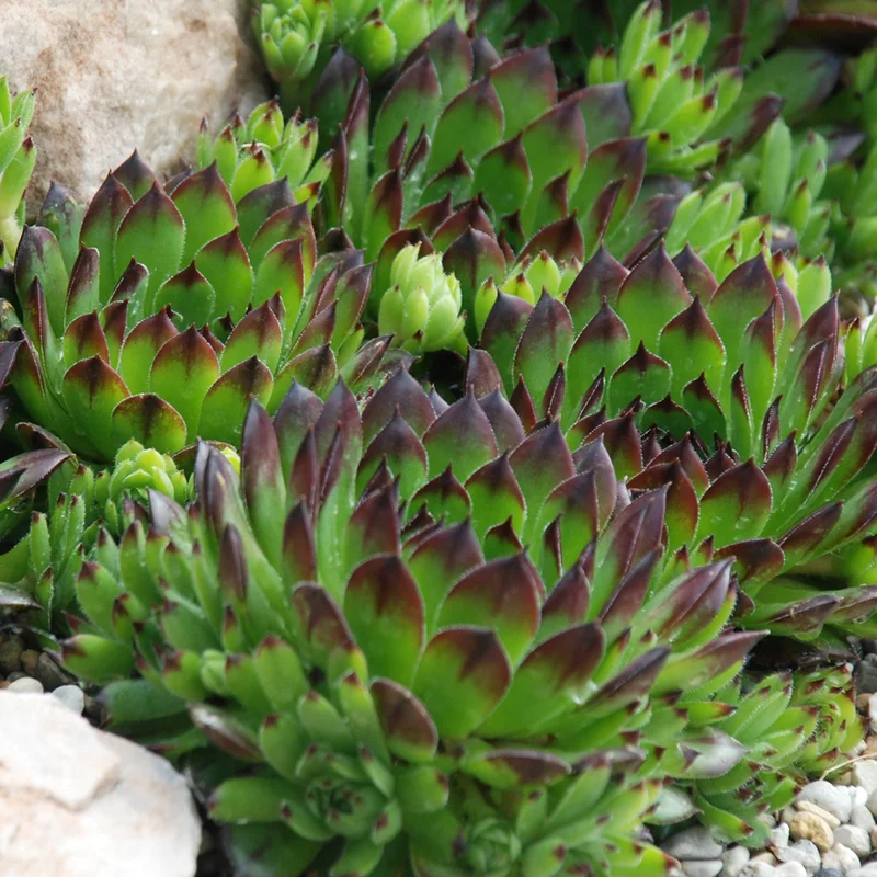 247plants4046675