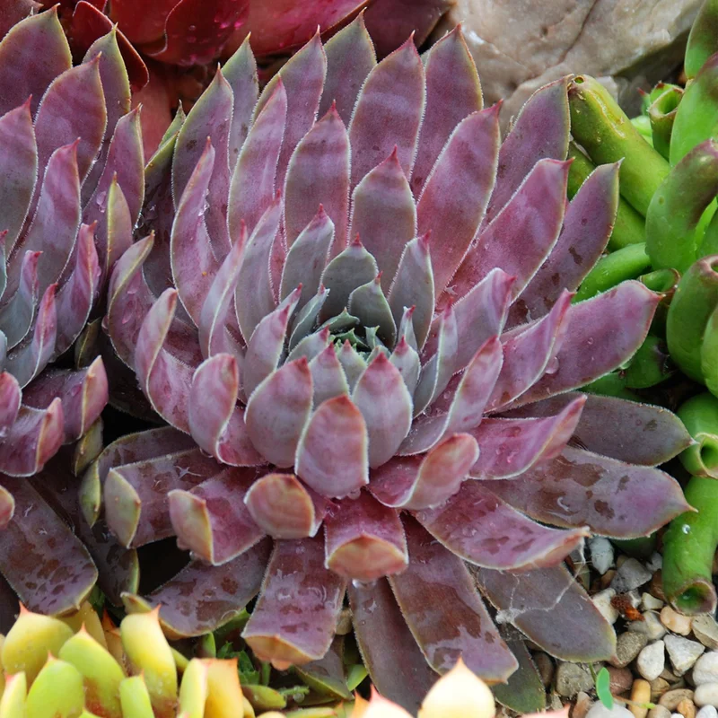 247plants4046731