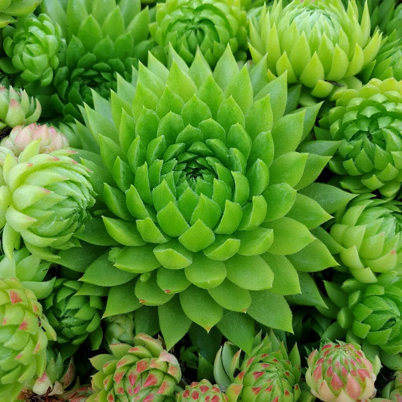 247plants4046929