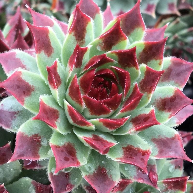 247plants4046978