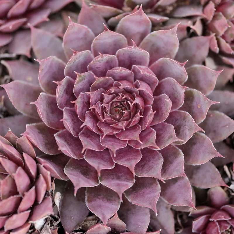247plants4047031