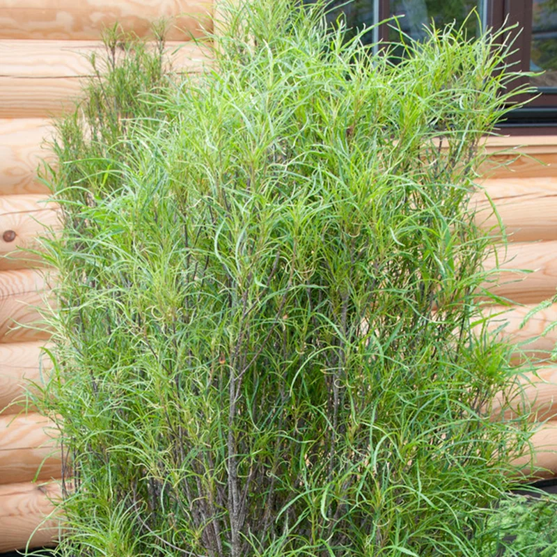 247plants4047699