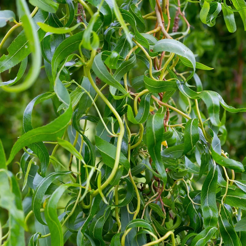 247plants4047782