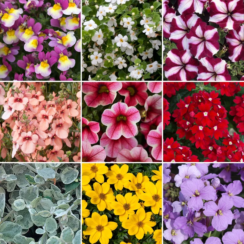 247plants4048404