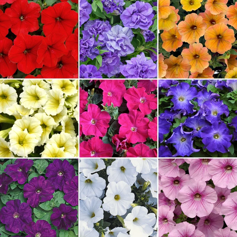 247plants4048475