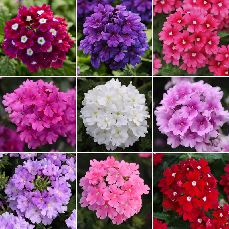 247plants4048533