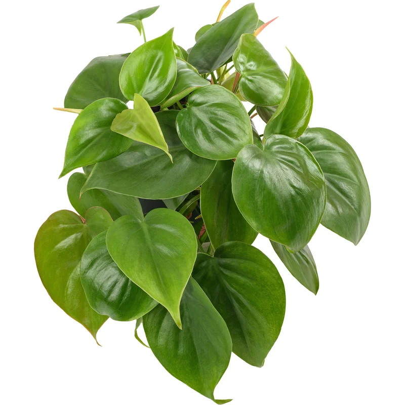 247plants4048642