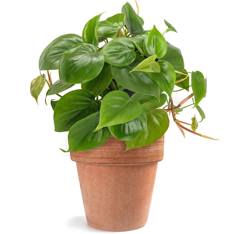 247plants4048681