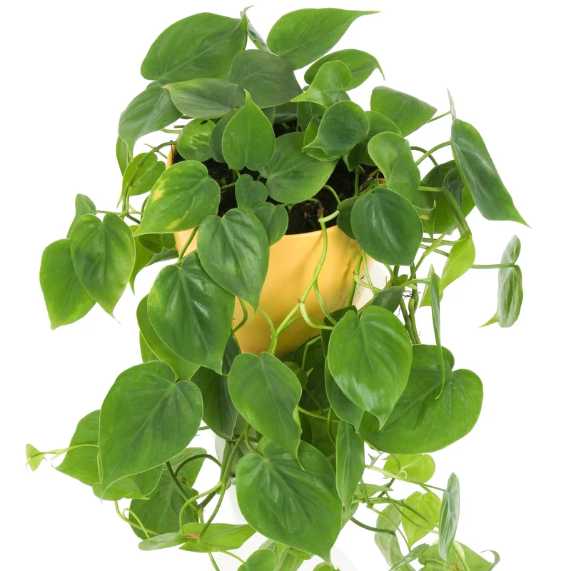 247plants4048767
