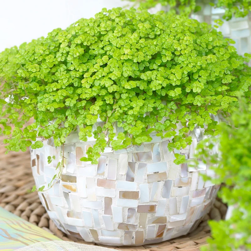 247plants4048822