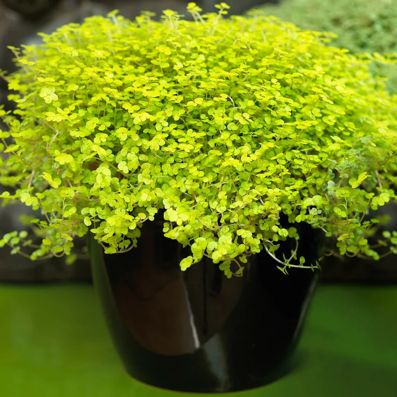 247plants4048869