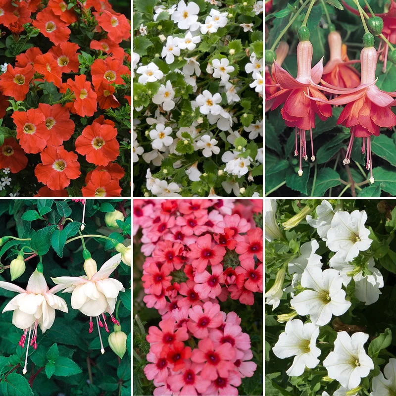 247plants4049614