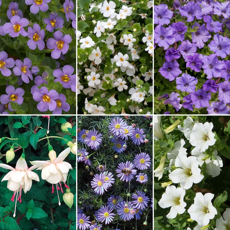 247plants4049704