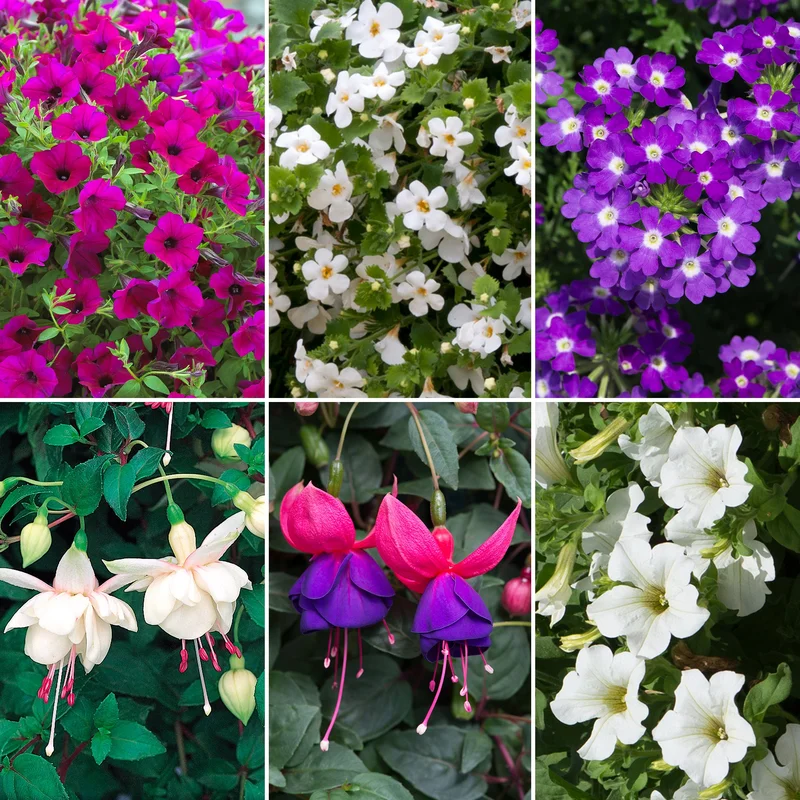 247plants4049848