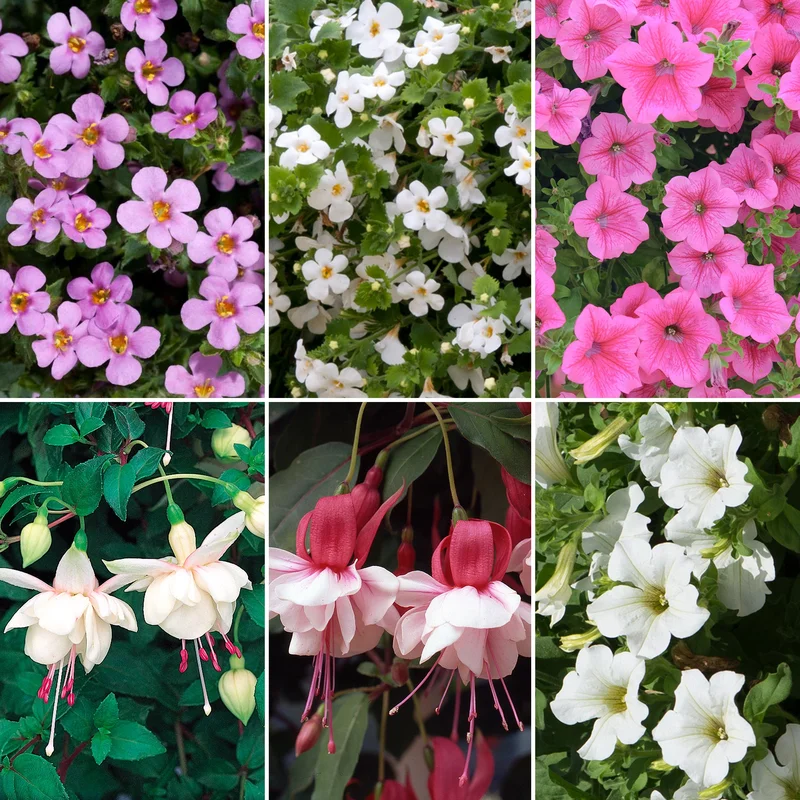 247plants4049920