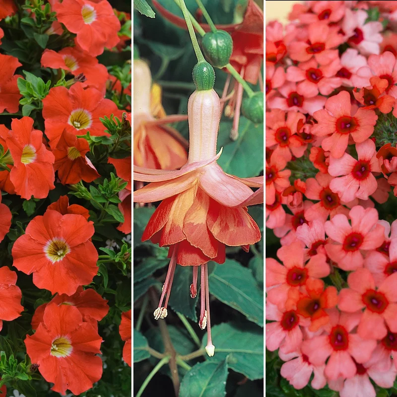 247plants4050280