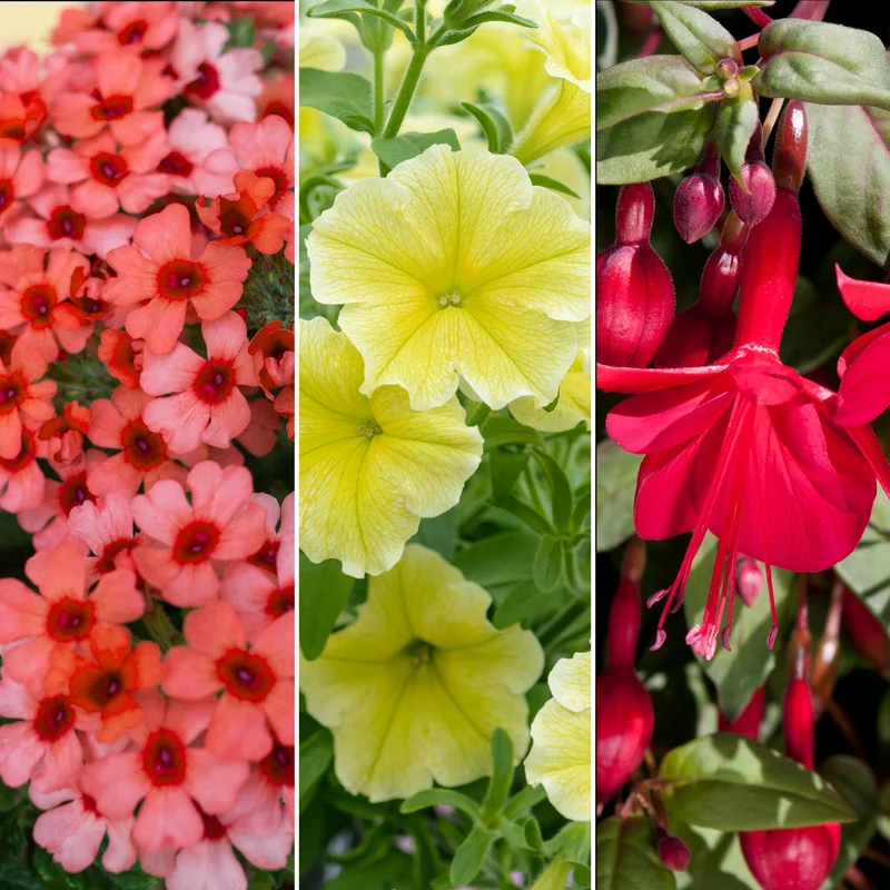 247plants4050387