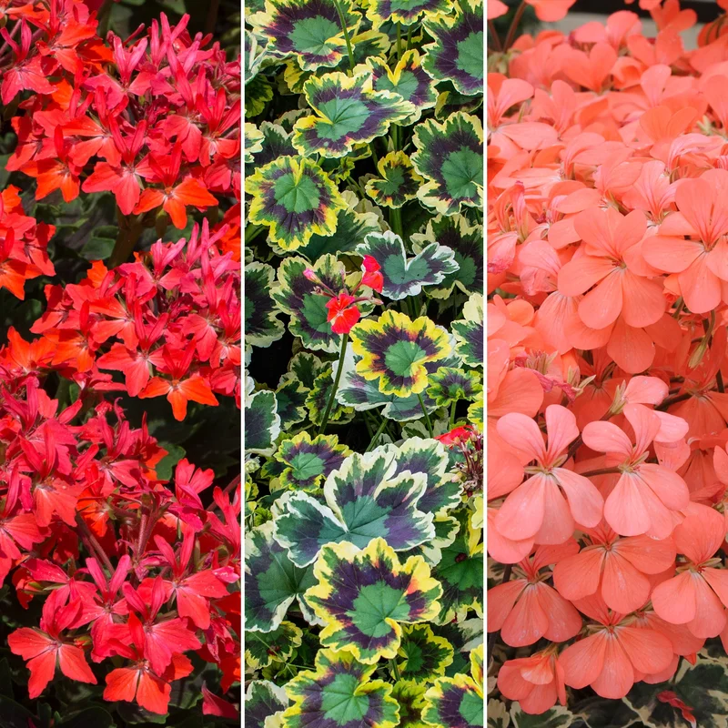 247plants4050513