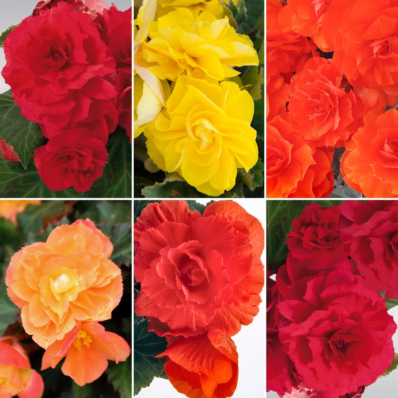 247plants4050651