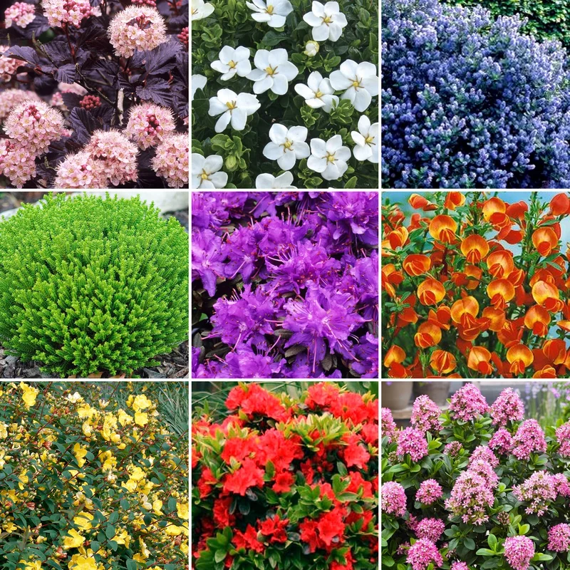 247plants4050884