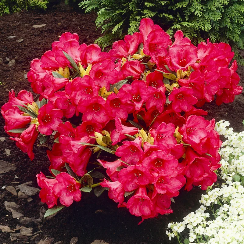 247plants4051347
