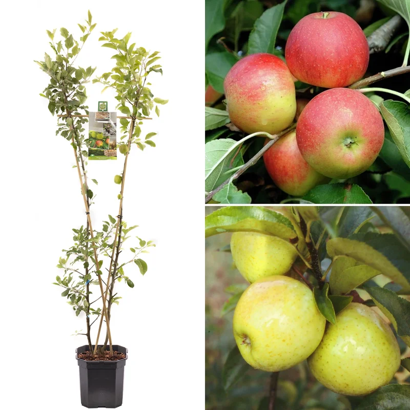 247plants4051887