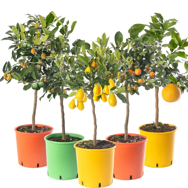 247plants4052173