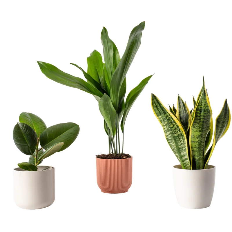 247plants4052254
