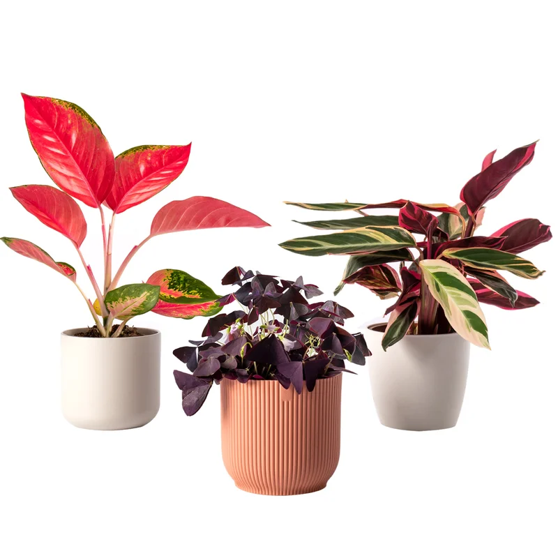 247plants4052294