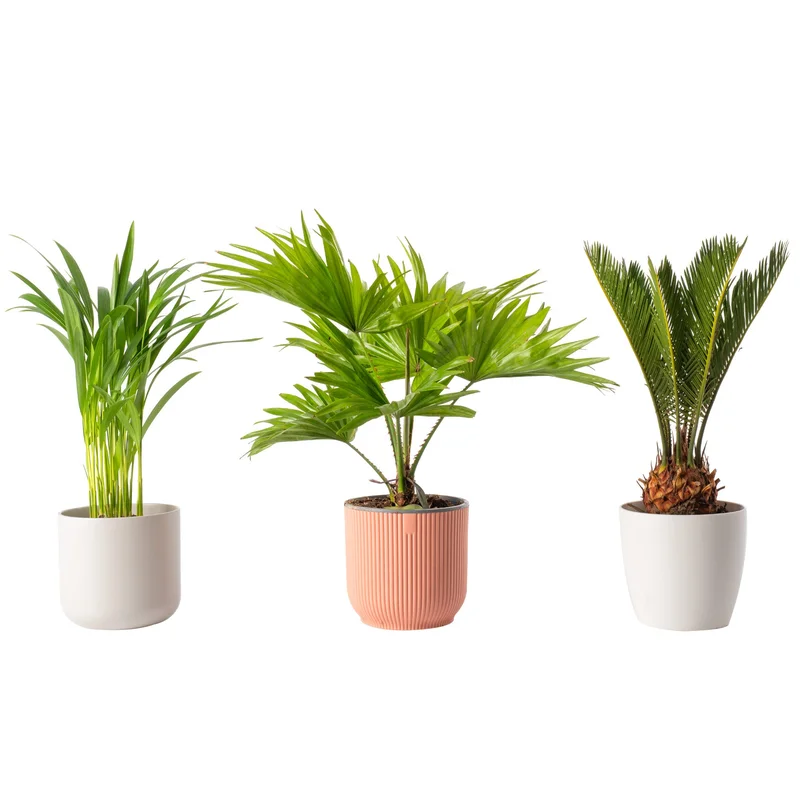 247plants4052332