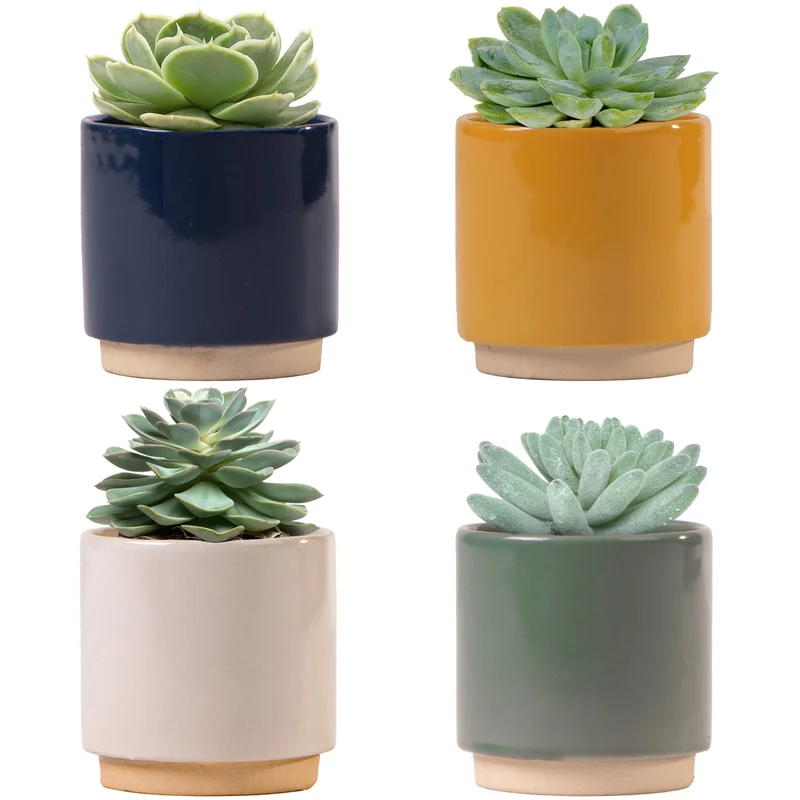 247plants4052368