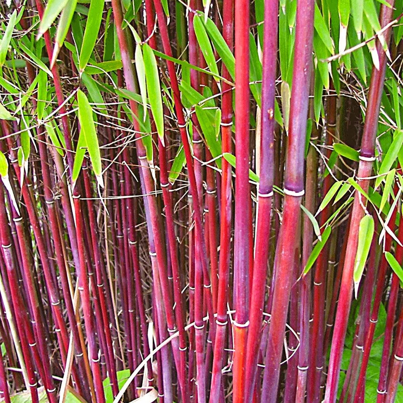247plants4052594