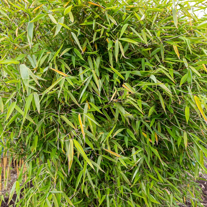 247plants4052763