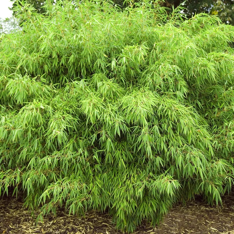 247plants4052887