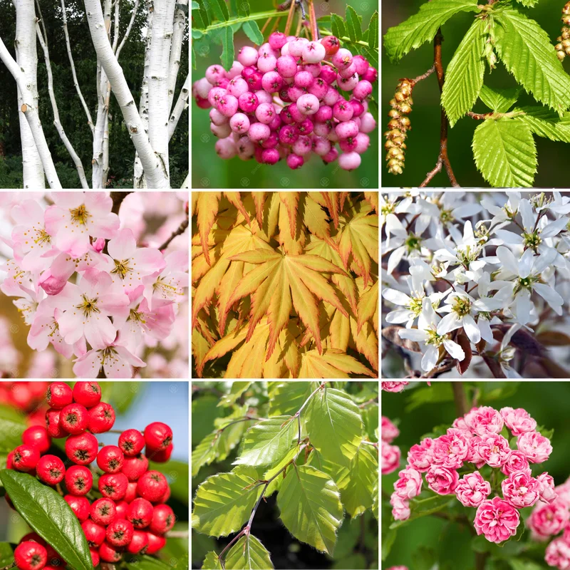 247plants4053803
