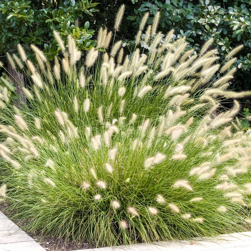 247plants4054864