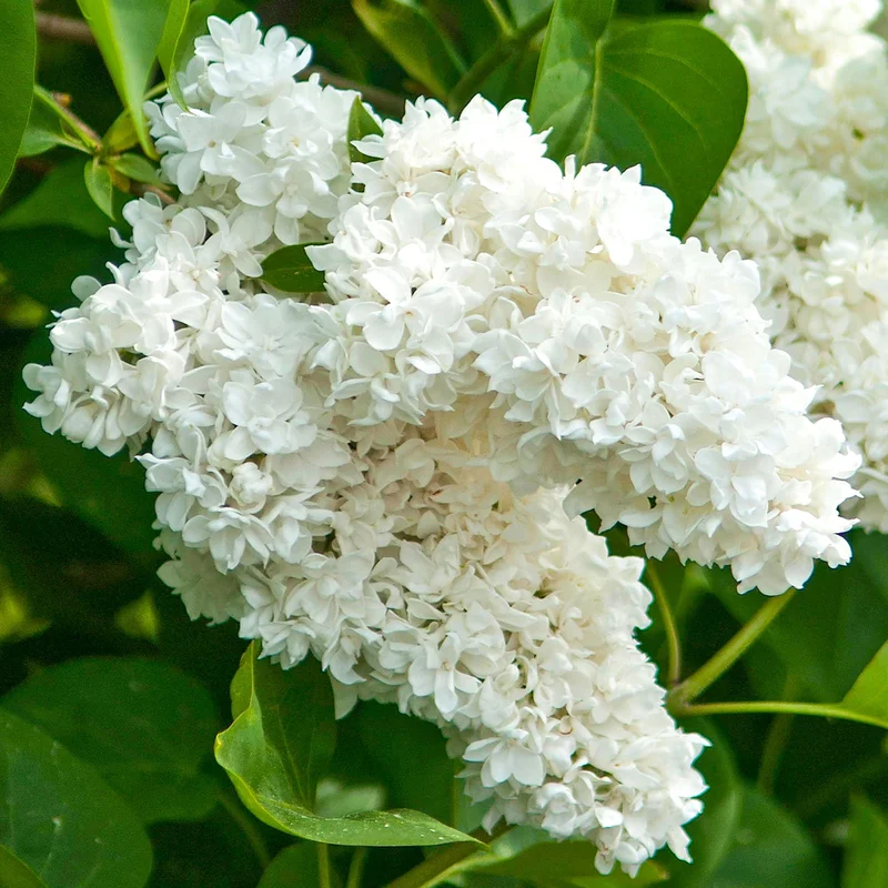 247plants4056126