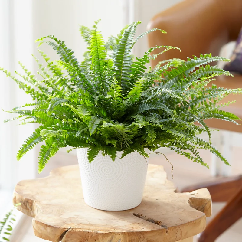 247plants4056171