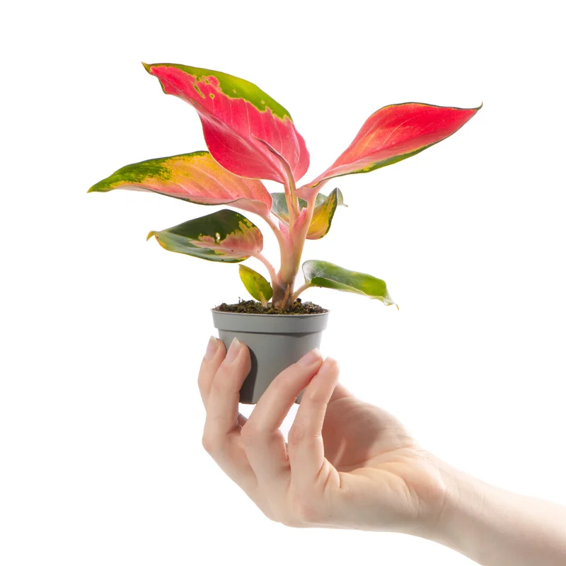 247plants4056239