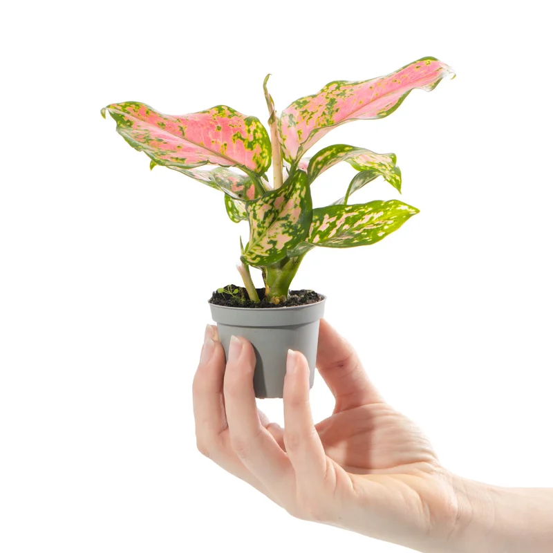 247plants4056267
