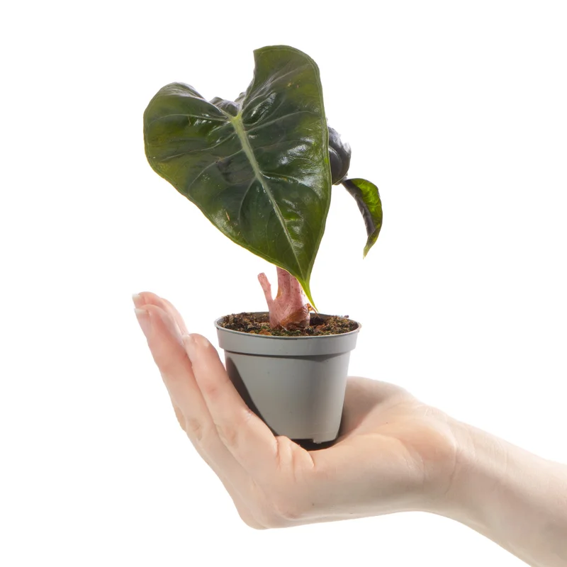 247plants4056292
