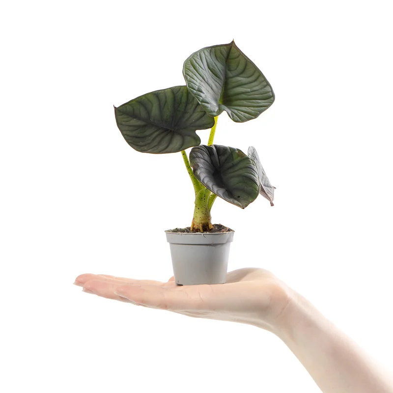 247plants4056320
