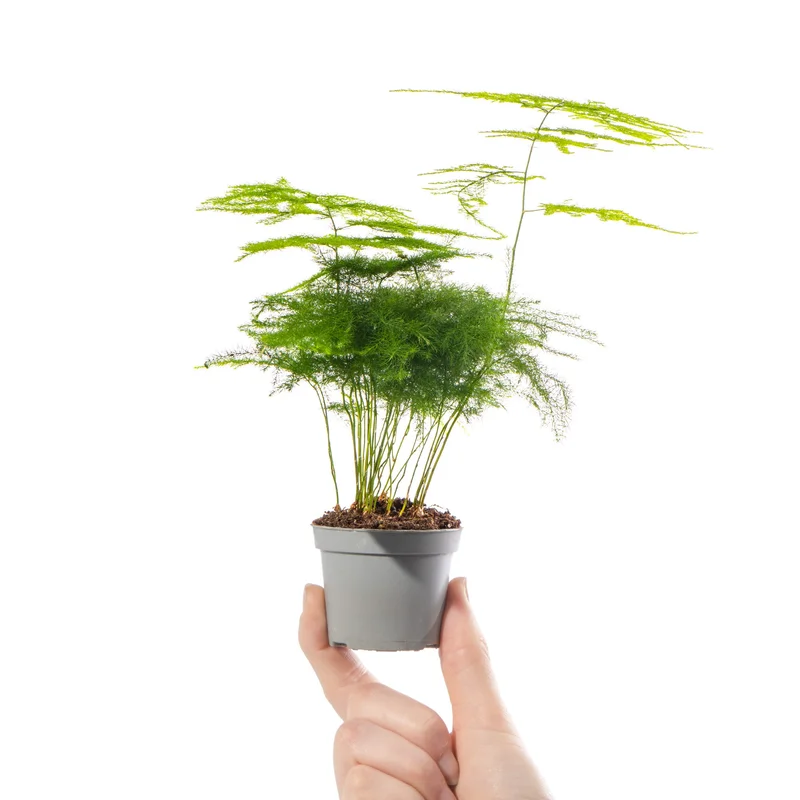 247plants4056357