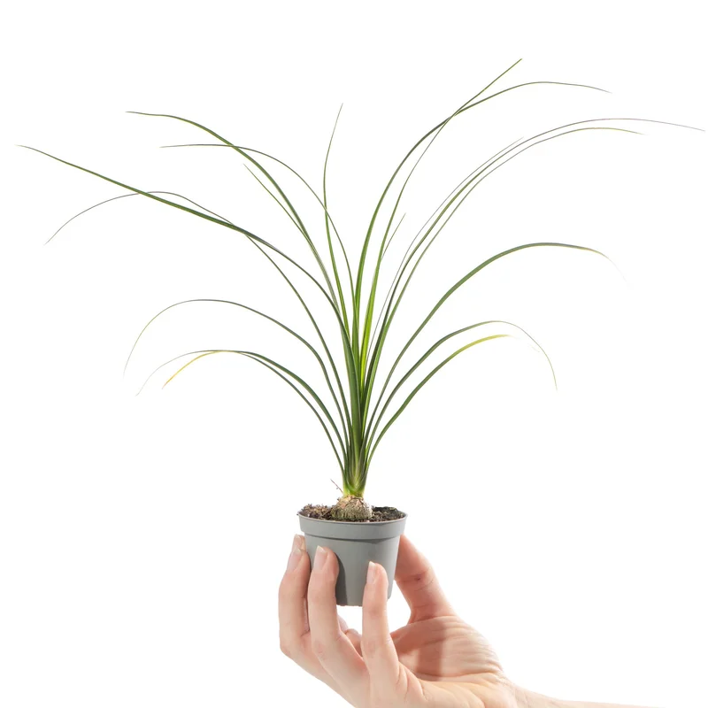 247plants4056379